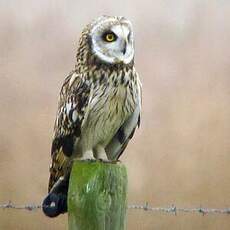 Hibou des marais