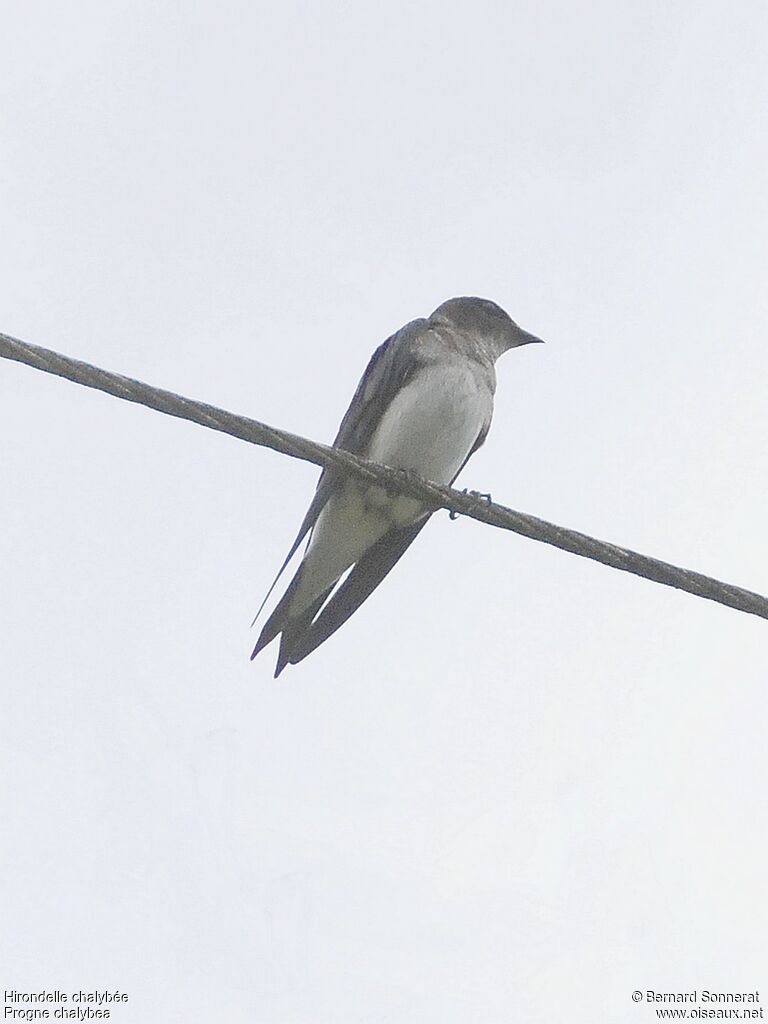 Grey-breasted Martin