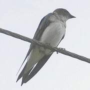 Grey-breasted Martin