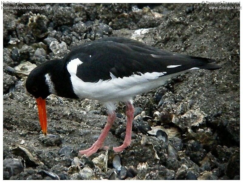 Eurasian Oystercatcher