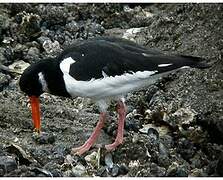 Eurasian Oystercatcher