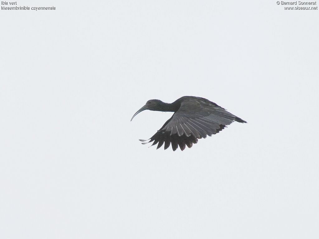 Green Ibis