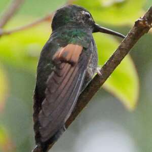 Colibri à ventre noir