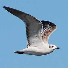 Mouette mélanocéphale