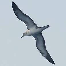 Puffin du Cap-Vert