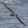Cape Verde Shearwater