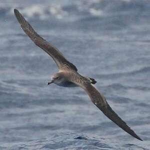 Puffin du Cap-Vert