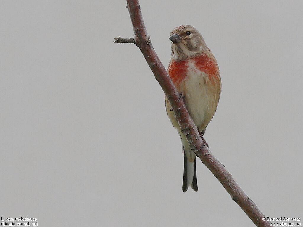 Common Linnet