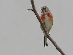 Common Linnet