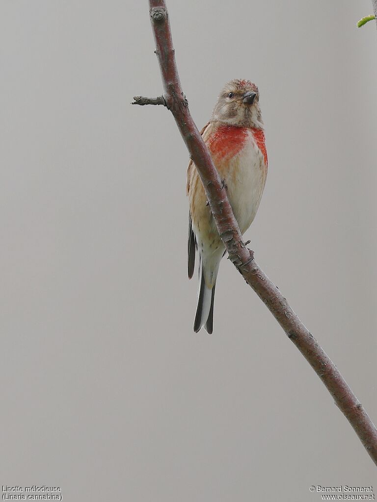 Common Linnet