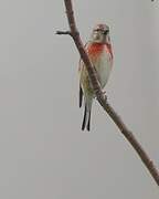 Common Linnet