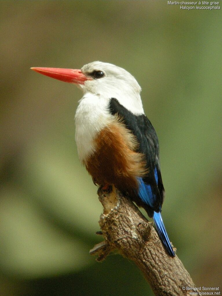 Grey-headed Kingfisher