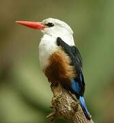 Grey-headed Kingfisher