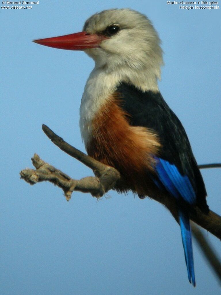 Grey-headed Kingfisher