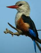 Grey-headed Kingfisher