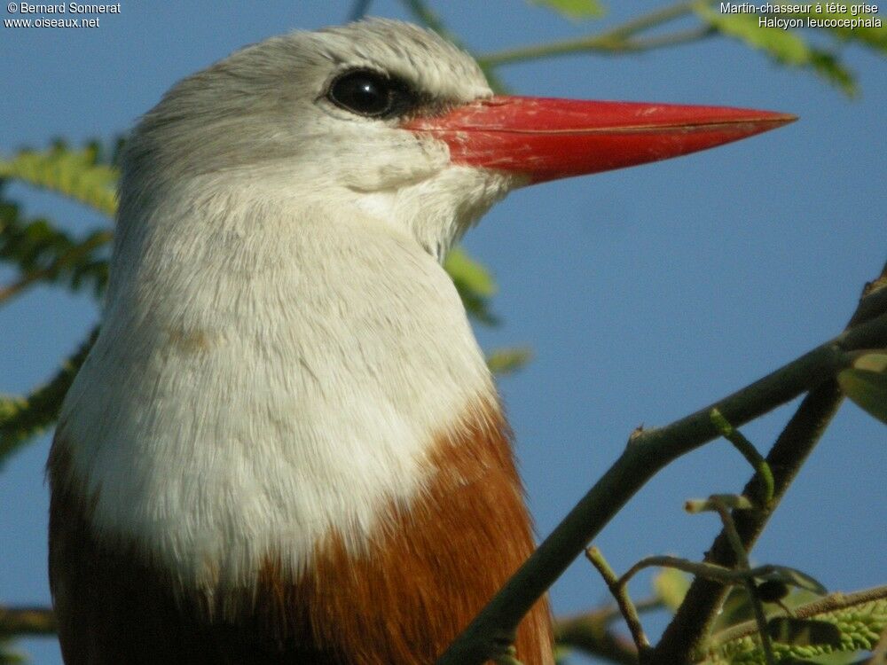 Grey-headed Kingfisher