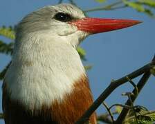 Grey-headed Kingfisher