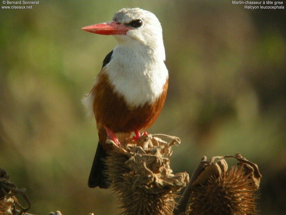 Grey-headed Kingfisher