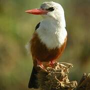 Grey-headed Kingfisher