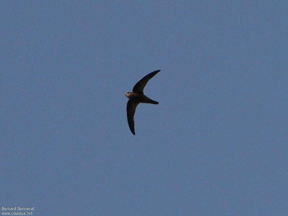 Cape Verde Swift