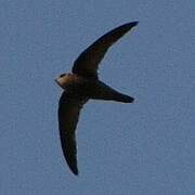 Cape Verde Swift