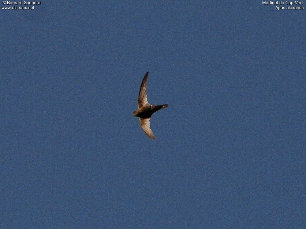 Cape Verde Swift