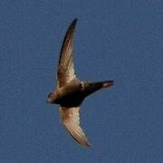 Cape Verde Swift