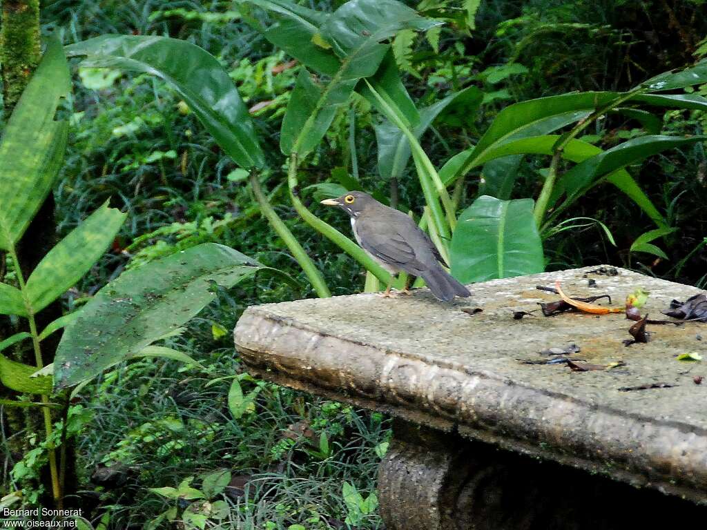 White-throated Thrushadult