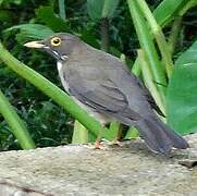 White-throated Thrush