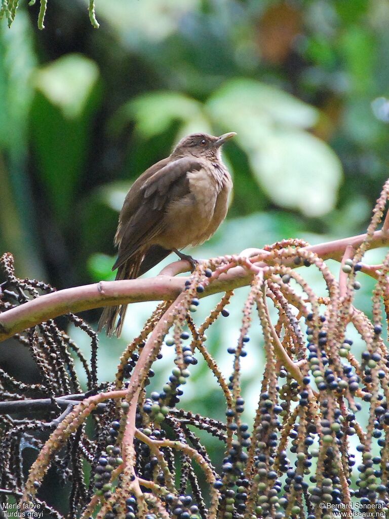 Clay-colored Thrush