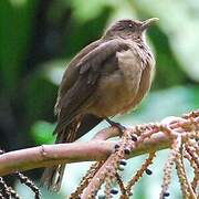 Clay-colored Thrush