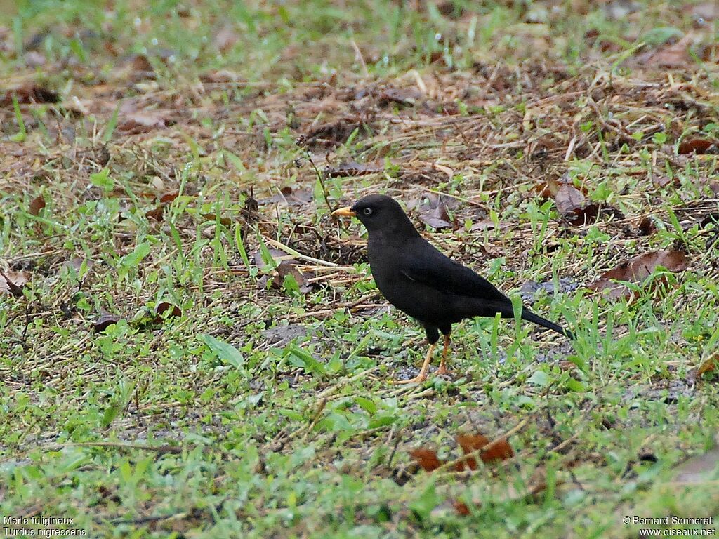 Sooty Thrush, identification