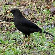 Sooty Thrush