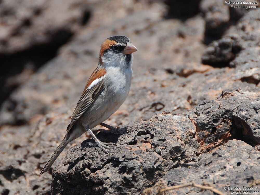 Moineau à dos roux mâle adulte