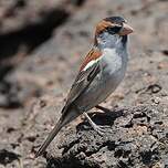 Moineau à dos roux