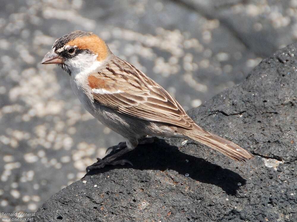 Iago Sparrow male adult post breeding