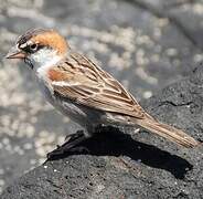 Moineau à dos roux