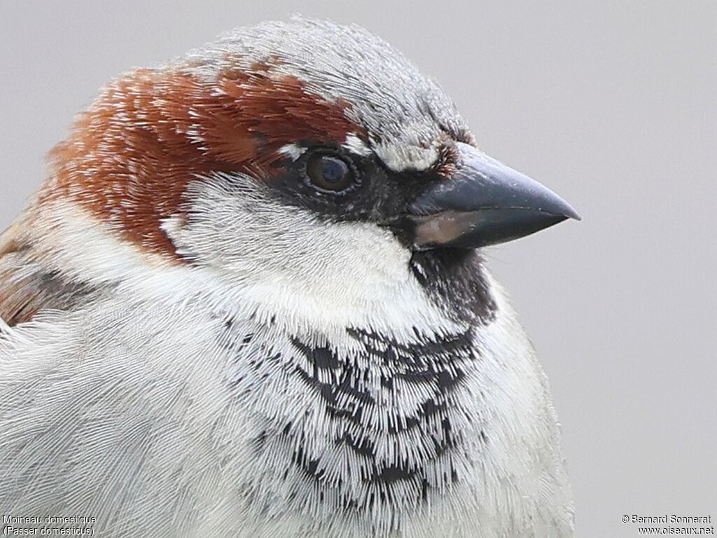 House Sparrow