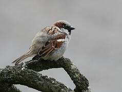 House Sparrow