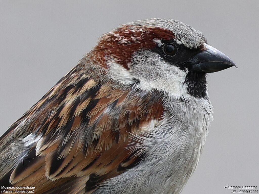 House Sparrow