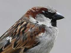 House Sparrow