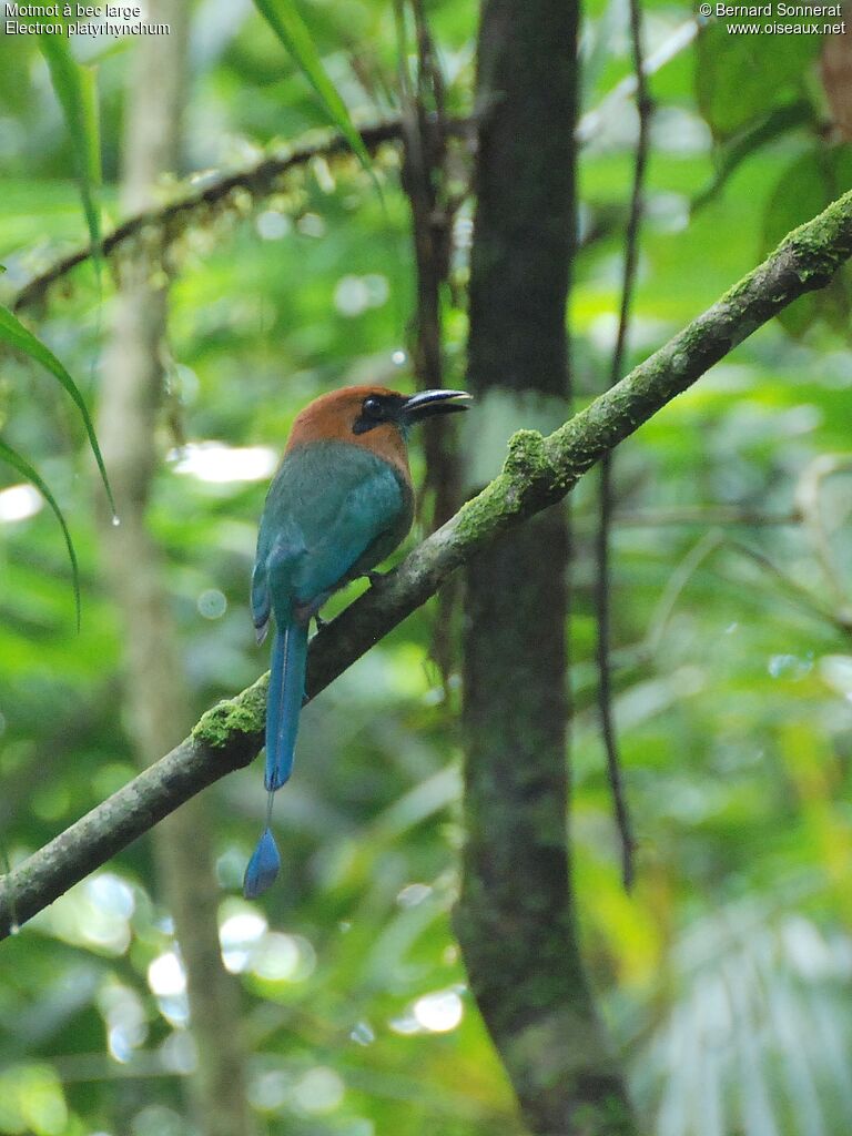 Broad-billed Motmot, identification