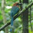 Motmot à bec large