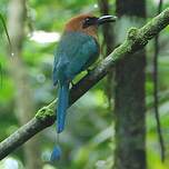 Motmot à bec large