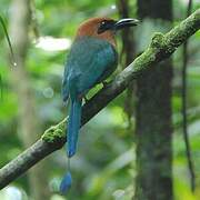 Motmot à bec large