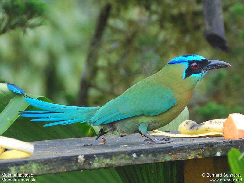 Motmot houtouc, identification