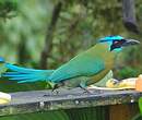 Motmot houtouc