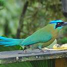 Motmot houtouc