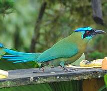 Amazonian Motmot