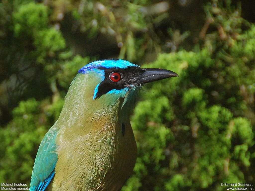 Motmot houtouc